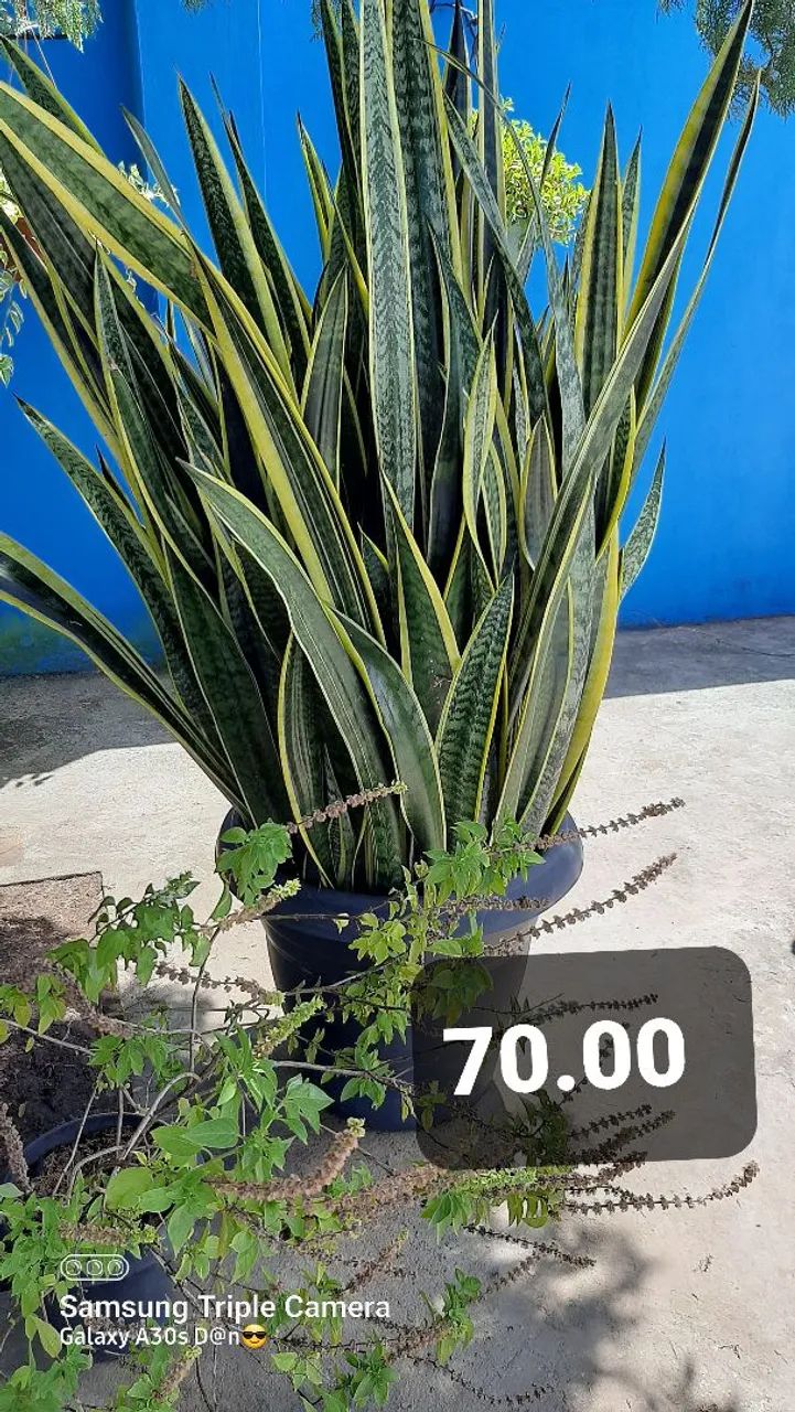 Plantas de dona Nice  - Foto 3
