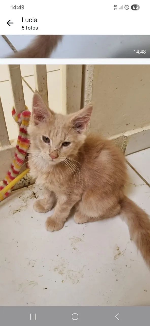 Gatil Menie Cats- Vendo Filhotes de Maine Coon - Foto 3
