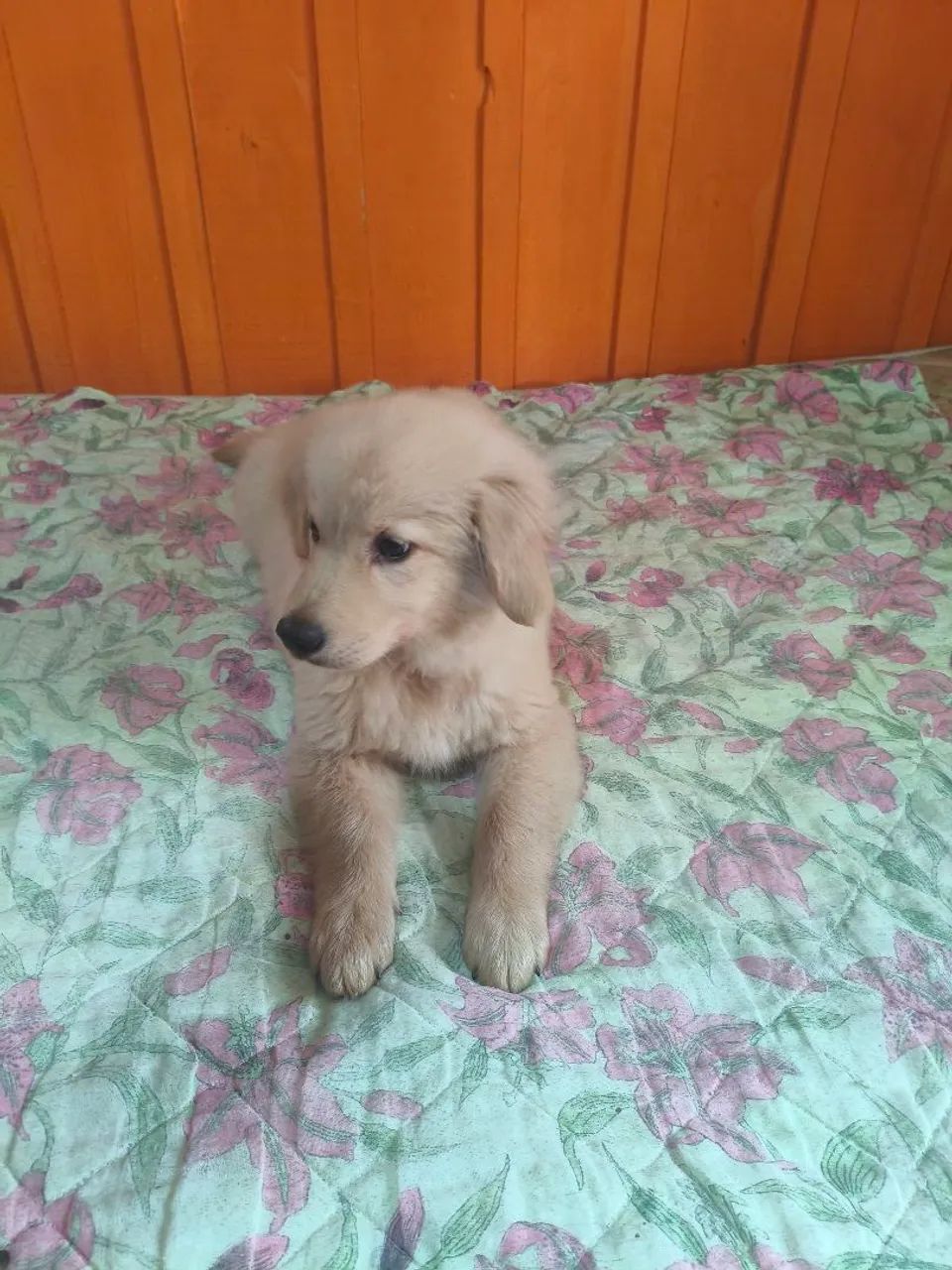Golden Retriever  - Foto 3