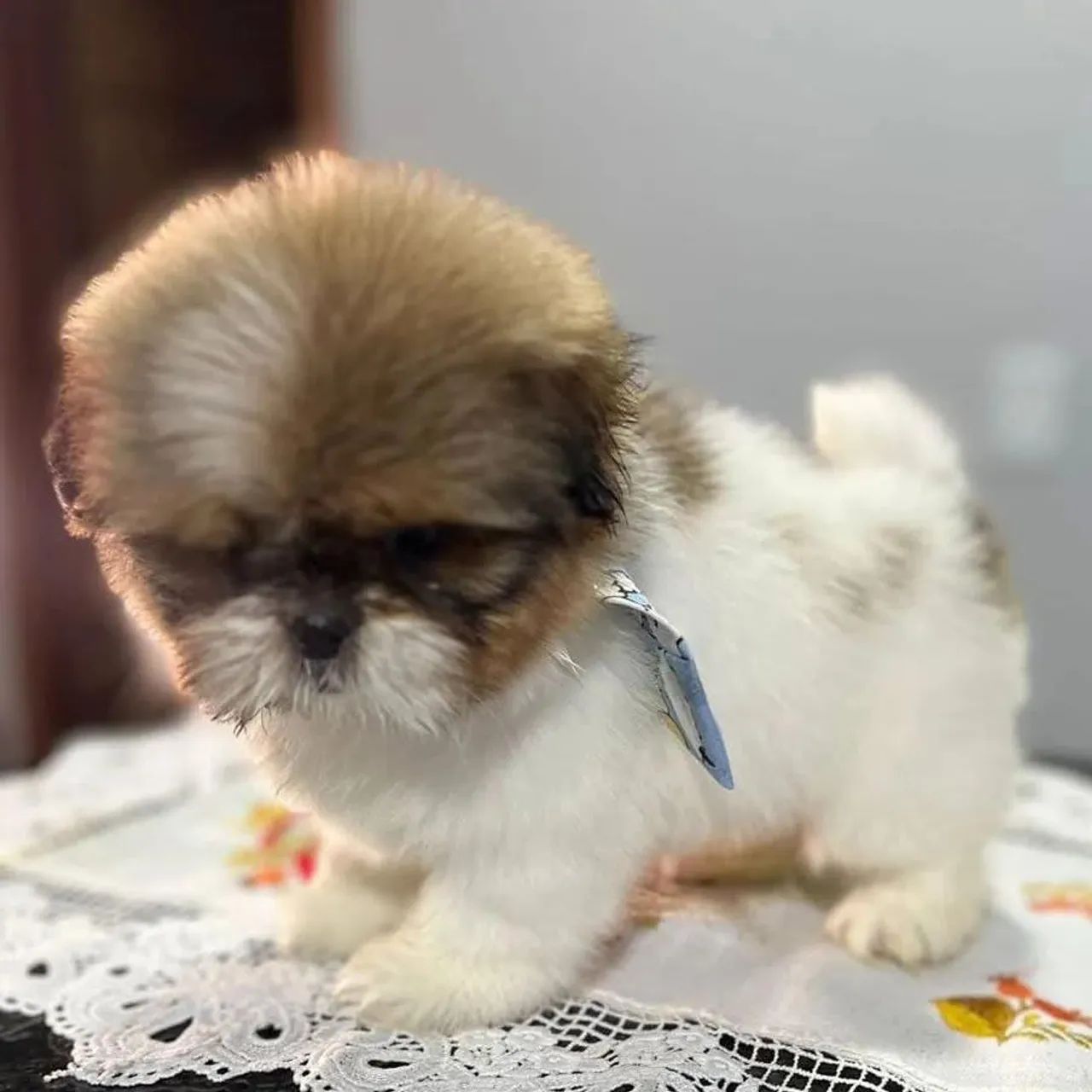 Shih tzu  - Foto 3