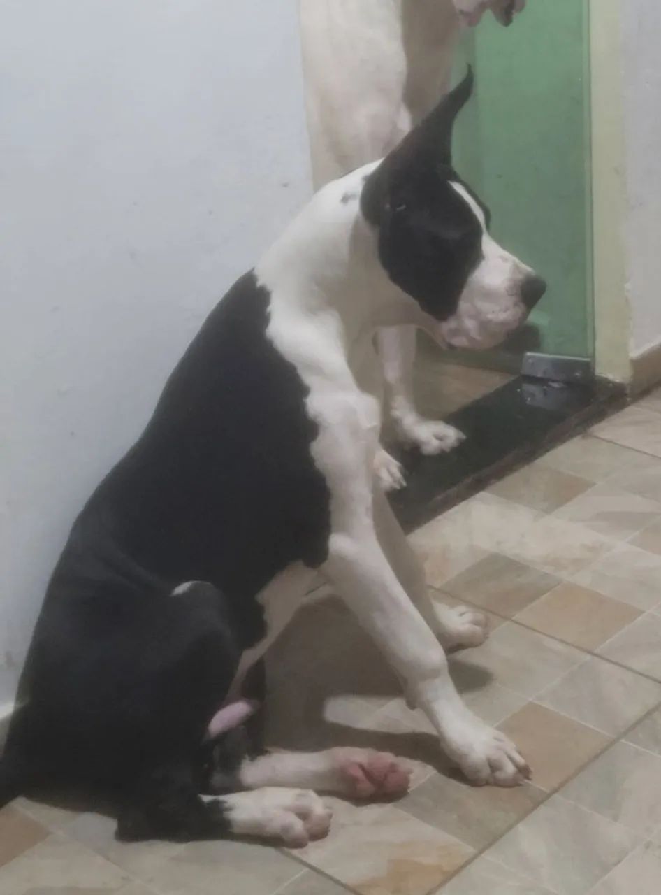 Dogue alemão  - Foto 3