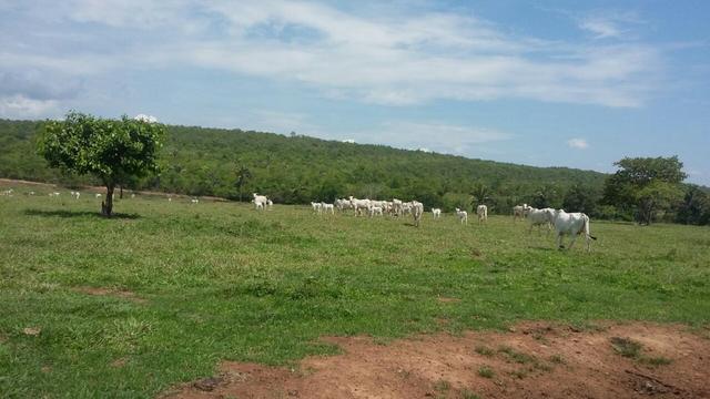 Fazenda 3288 ha terra Rosario Oeste MT braquearia 2020 cab boi R$ 6 mil reais p ha - Foto 9