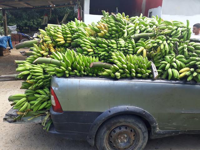 Mudas de banana prata dh2o Sapo e Roxa - Foto 6