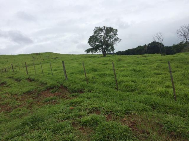 Fazenda rural à venda em Roncador - PR - 52 alqueires. - Foto 10