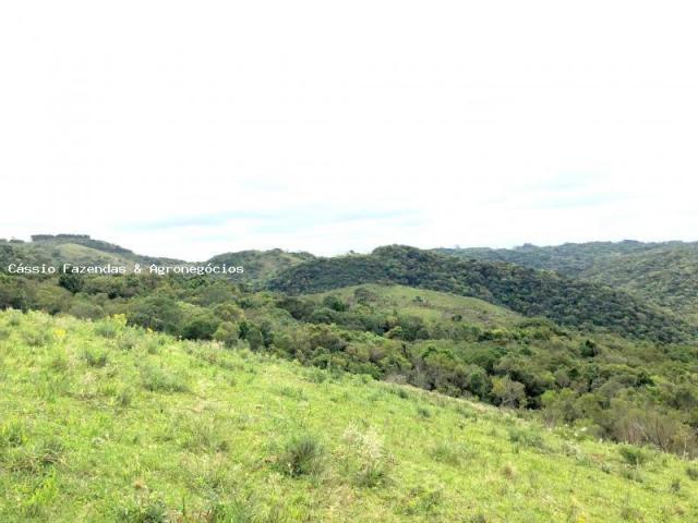 Fazenda para venda em encruzilhada do sul, interior - Foto 5