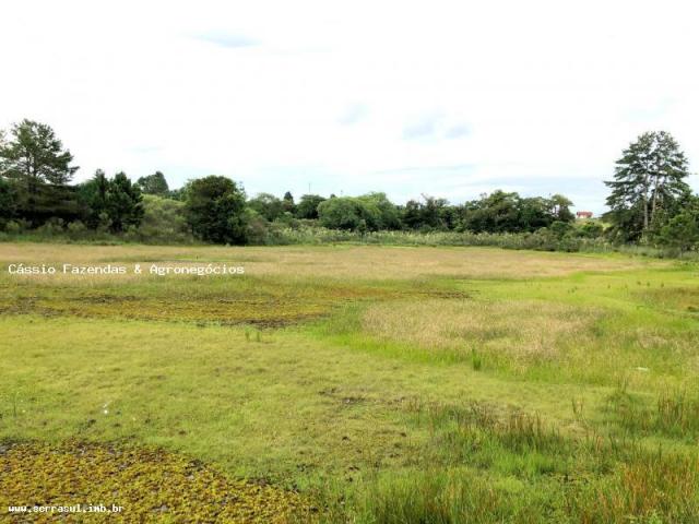 Fazenda para venda em encruzilhada do sul, interior - Foto 8