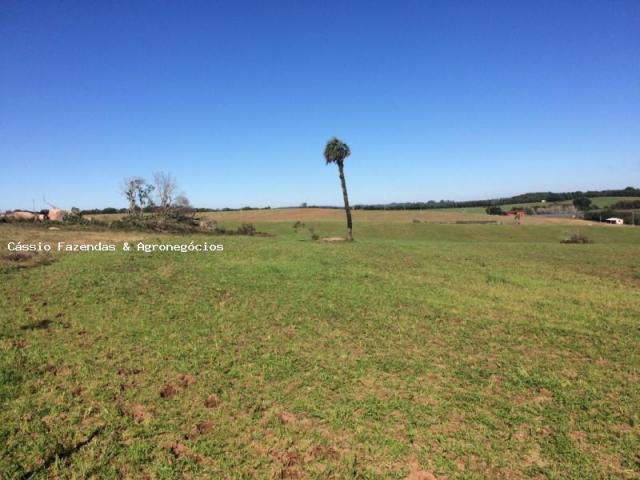 Fazenda para venda em encruzilhada do sul, interior - Foto 10