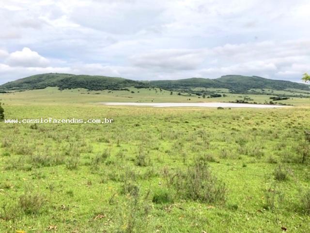 Fazenda para venda em encruzilhada do sul, interior - Foto 4