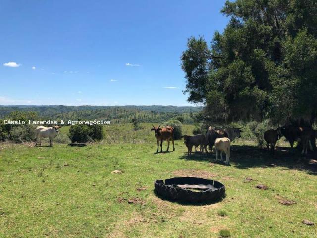 Fazenda para venda, interior - Foto 9