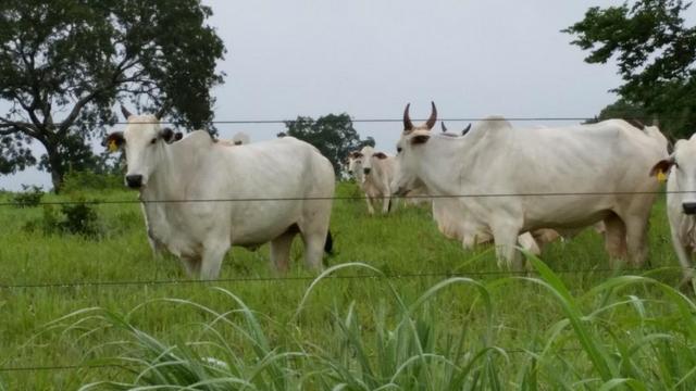 Fazenda 663 Alqueires região Porangatu Goias - Foto 6