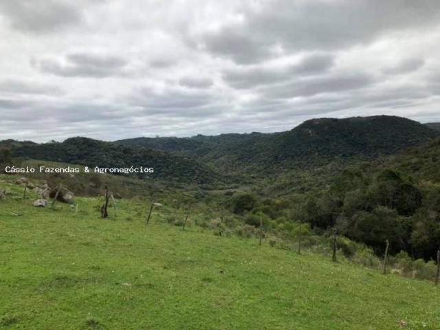 Fazenda para venda em encruzilhada do sul, interior - Foto 2