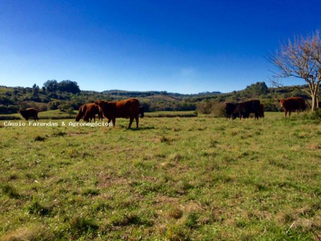 Fazenda para venda em encruzilhada do sul, interior - Foto 8