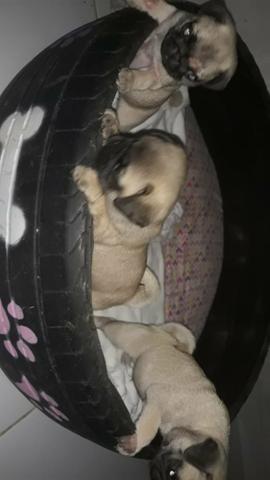 Pug filhotes