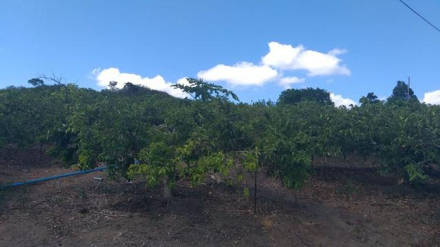 Excelente propriedade em Chã Grande, com 7 hectares - Foto 19
