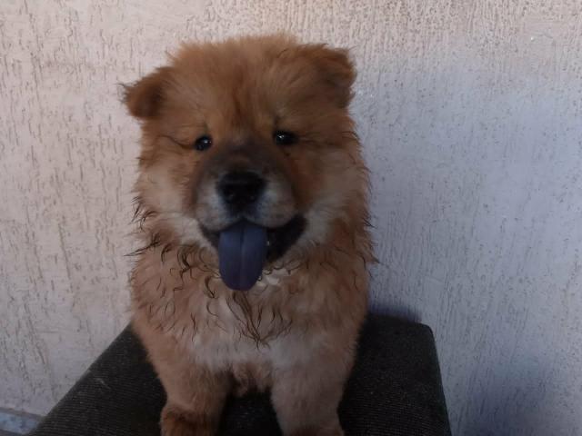 Chow Chow - Foto 5