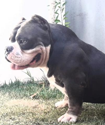 American Bully Kennel Registrado - Foto 5
