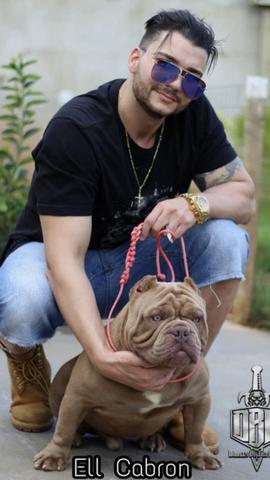 American Bully Sangue Importado - Foto 5