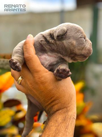 American Bully Kennel Registrado - Foto 3