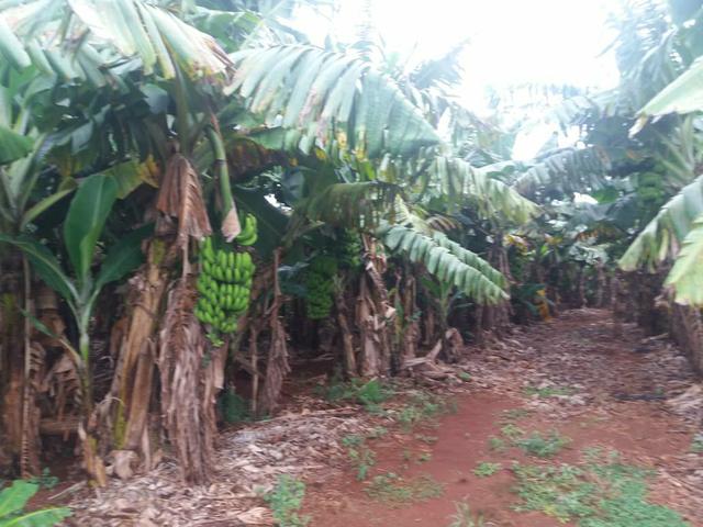 Vendo chácara de 7 hectares com 2 casas 1 cozinha caipira com fogão de lenha - Foto 13