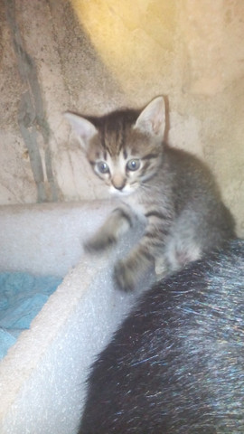 Gatos lindíssimos - Foto 4