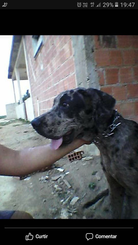 Dogue alemão - Foto 5