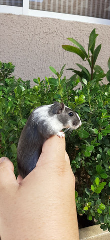Gerbil (gerbilselvagem) - Foto 6