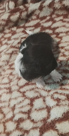Filhotes machos de shih-tzu - Foto 4