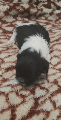 Filhotes machos de shih-tzu - Foto 3