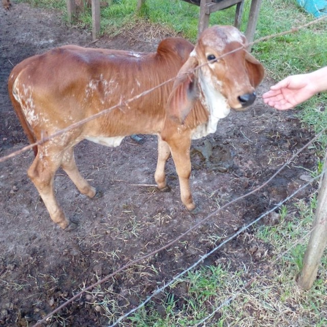 Fazenda de 96 ha em Miranda do Norte - Foto 4