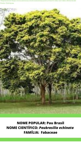 Mudas Oiti Licania tomentosa Jaqueira Artocarpus  heterophyllus Pau Brasil (Paubrasilia...