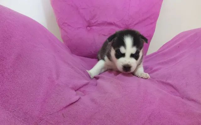 Filhotes de Husky Siberiano  - Foto 3