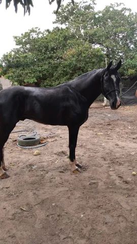 Cavalo preto