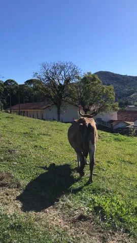 Vacas 