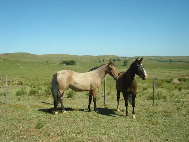 Estrada do Caverá, Fazendinha ou Haras 43 hectares, banheiro de gado, banheiro de ovelha - Foto 6