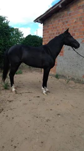 Cavalo preto