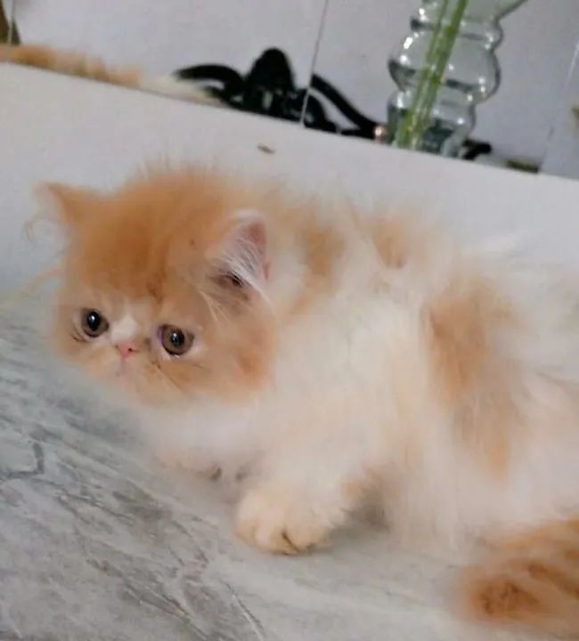 Gatinho Persa disponível 