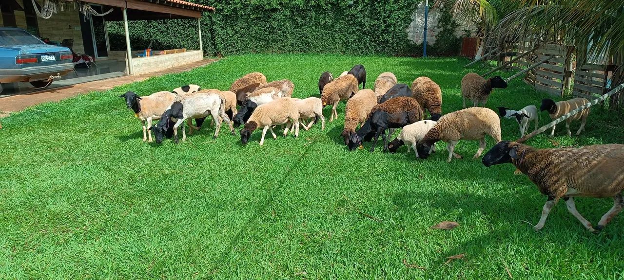 Ovelhas  e borregos somente venda - Foto 2