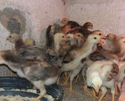 Pintinho alta genética de crescimento  - Foto 2