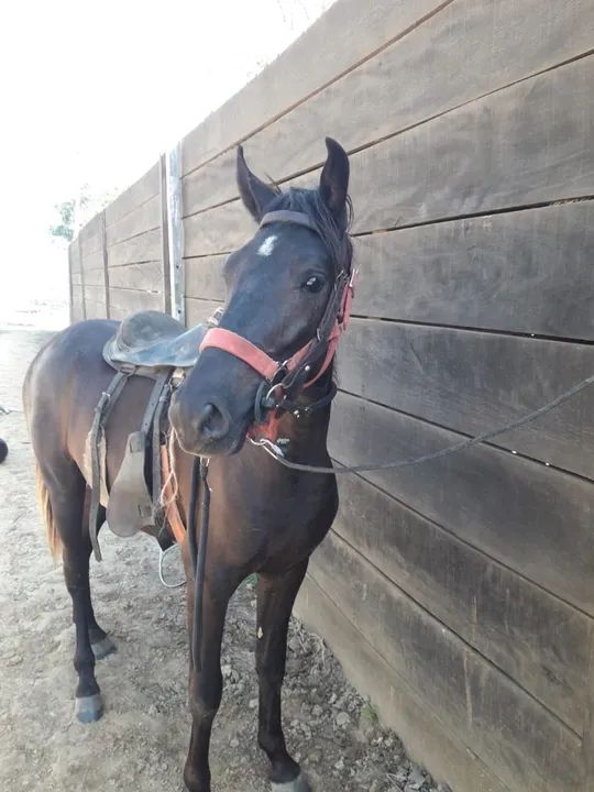 Cavalo Mangalarga Marchador - Foto 4