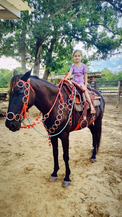 Cavalo Mangalarga  - Adestrado - Foto 5