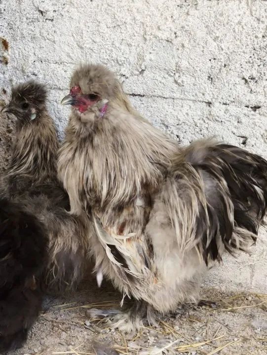 Sedosas do Japão  - Foto 5