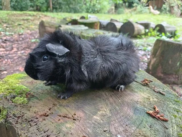 Porquinho da índia  - Foto 2