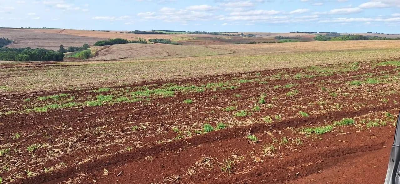Fazenda 557alqueiro terra roxa  - Foto 3