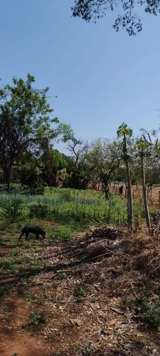 Sítio com 22.800m2 em Bady Bassitt  - Foto 12