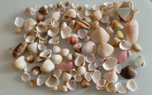 Conchas simples do mar em quantidade - Foto 2