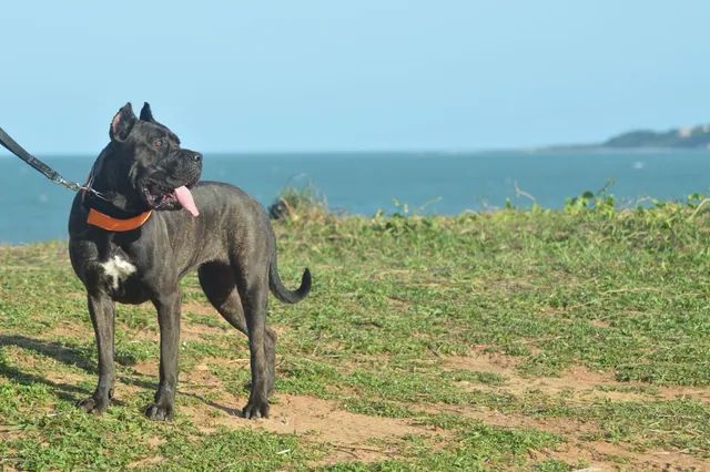 Cariboo Cane Corso