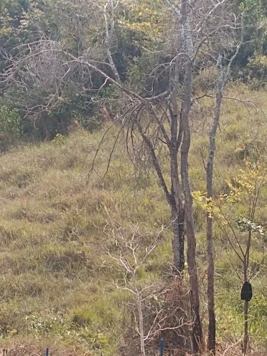 foto - Taquaraçu de Minas - 