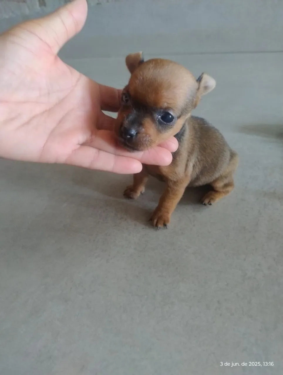 Filhote de Pincher Miniatura