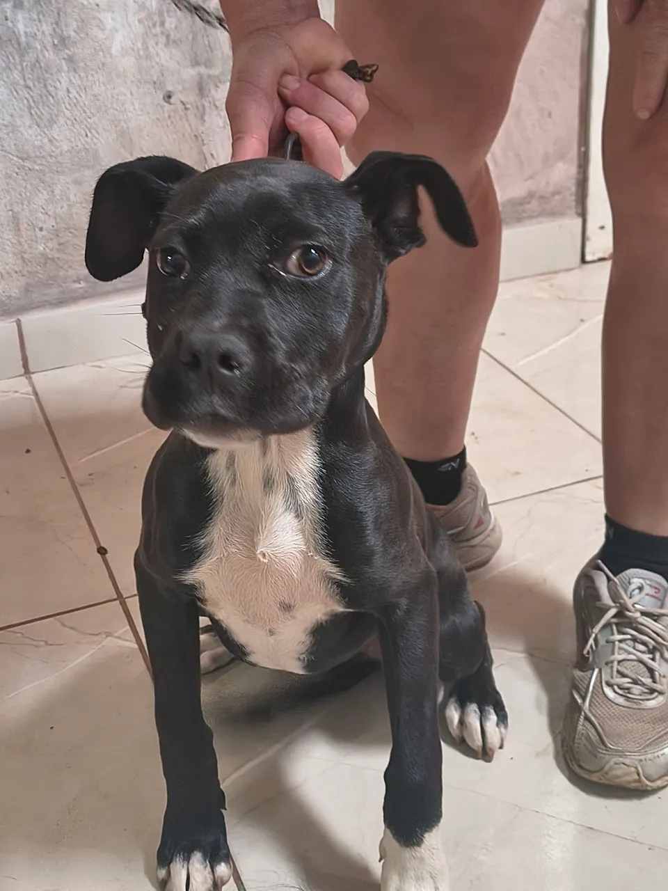 Filhote femia de American staffordshire terrier 