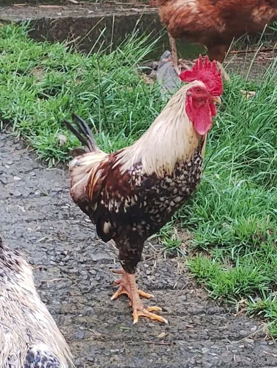 Galo lindo e saudável para venda - Foto 3
